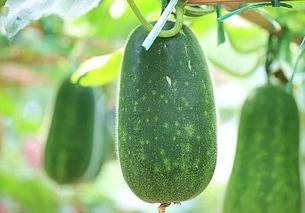 吃瓜今日吃瓜必吃最新